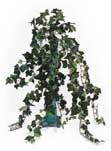 Long Mini Ivy